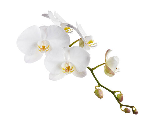 istock White Phalaenopsis Orchid, Moth Orchids isolated on white background, with clipping path 2227478238