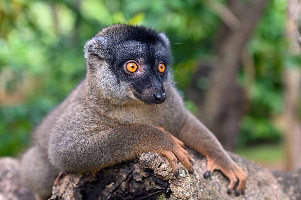 istock Brown lemur - Common Brown Lemur – Eulemur fulvus, Madagascar 2227478472