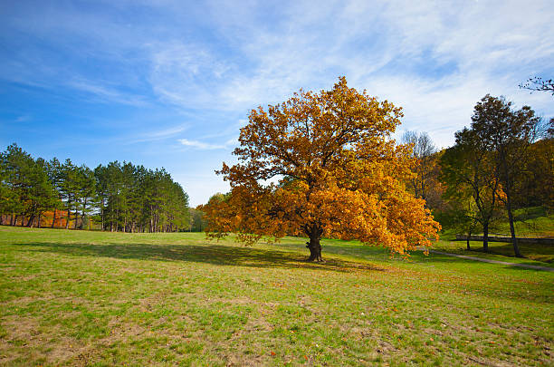 A park scene is depicted with a large, bare-branched tree standing tall against a blue sky.