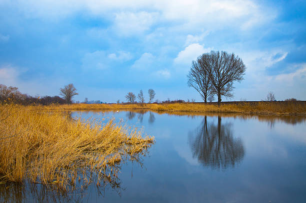 Dutch polder landscape on a stormy day at the beginning of the spring season. The pollard willows along the ditch are just budding. The sky is mostly covered with dark clouds. It looks like autumn.