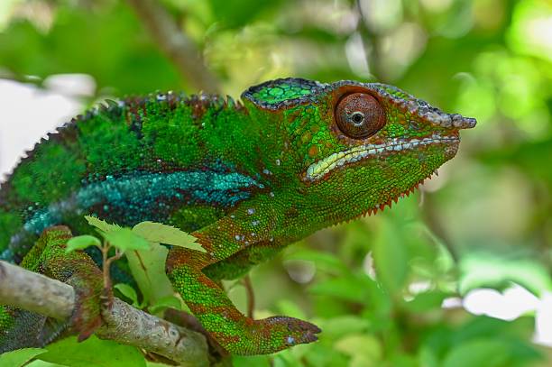 istock The leopard chameleon, Furcifer pardalis, Wild nature Madagascar 2227478622