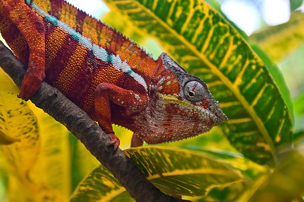 istock The leopard chameleon, Furcifer pardalis, Wild nature Madagascar 2227478638