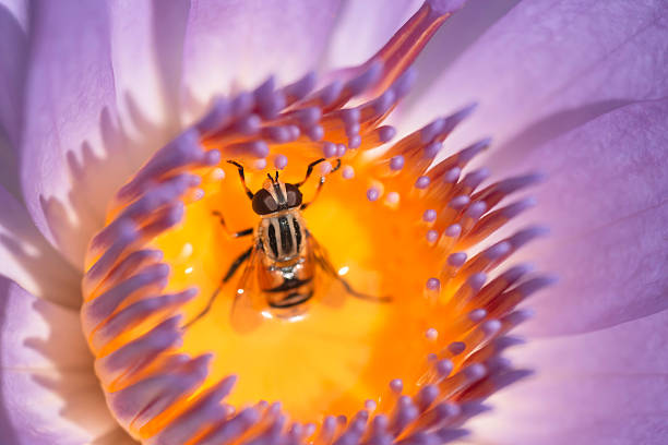 Flower and insect background material