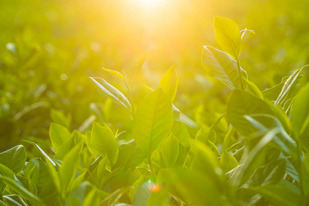 istock Natural green leaves plants using as spring background cover page environment ecology or greenery wallpaper. Nature of green leaf in garden at summer. 2227481515