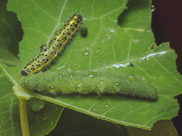 istock A green Small White caterpillar sharing a leaf with a Large White caterpillar 2227481711