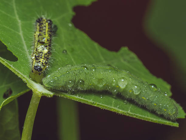 istock A green Small White caterpillar sharing a leaf with a Large White caterpillar 2227481712