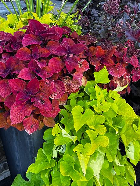 istock Colorful coleus spilling out from a container 2227483557