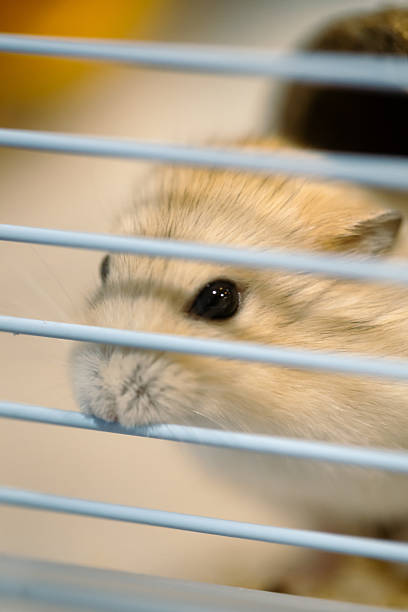istock Cute Russian hamster biting the bars of a cage 2227484014