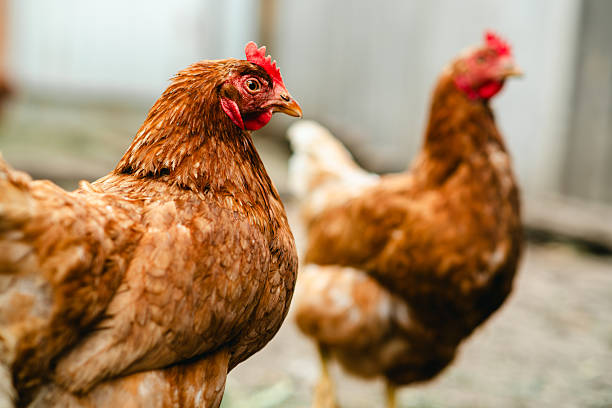istock Two brown hens stroll through a farmyard, enjoying the warm afternoon sunlight. Their feathers shine brightly as they peck at the ground, searching for food. 2227486811