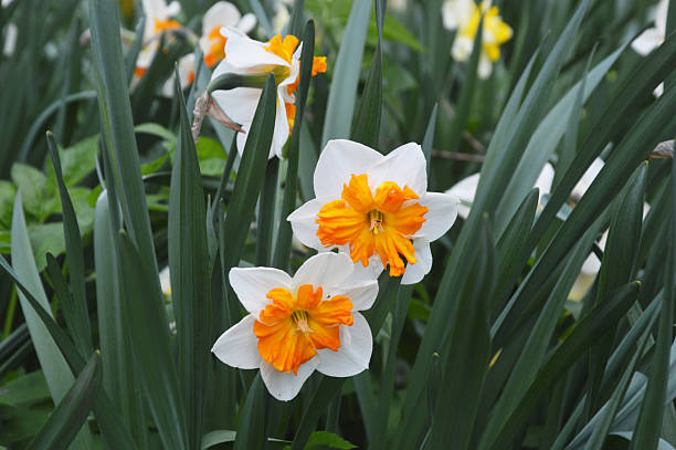 istock White and yellow daffodils bloom in the park. Bright spring flowers. 2227488775