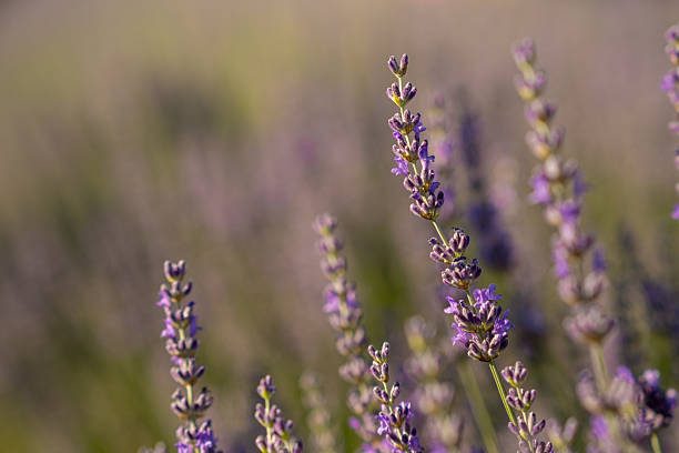 Delicate lavender flowers stretch towards the warm sun in a tranquil field, creating a soothing atmosphere filled with vibrant colors and gentle scents.