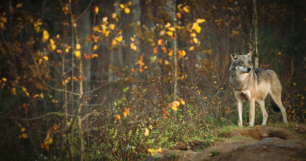 istock Eurasian Wolf - Canis Lupus Running In Natural Environment. Fore 2227489111