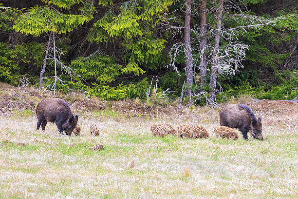 istock Wild boars with piglets grubs on a grass meadow 2227489584