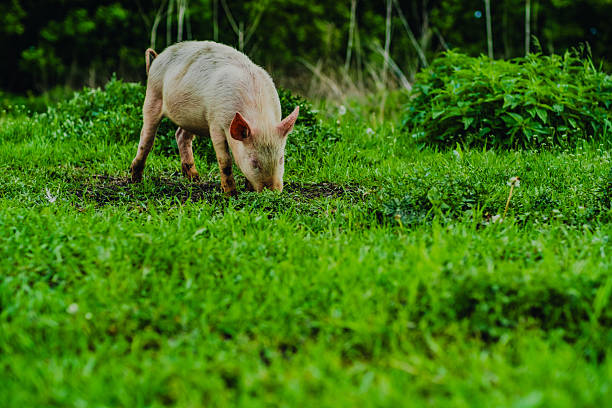 A young pig is seen rooting through the grass in a vibrant meadow filled with greenery It enjoys a natural habitat basking in the warmth of the sun.