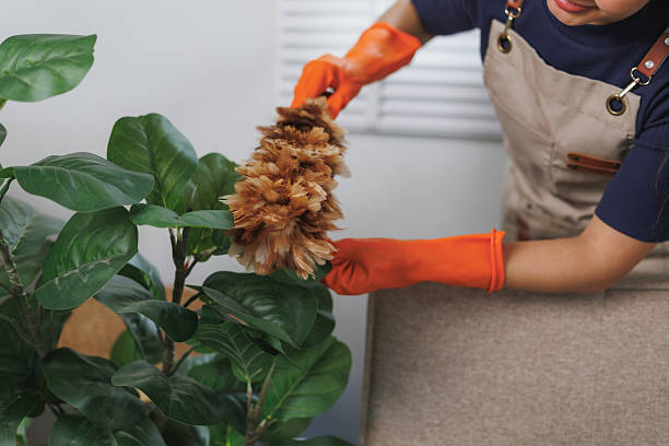 istock Housekeeper cleaning houseplant leaves with feather duster 2227490207
