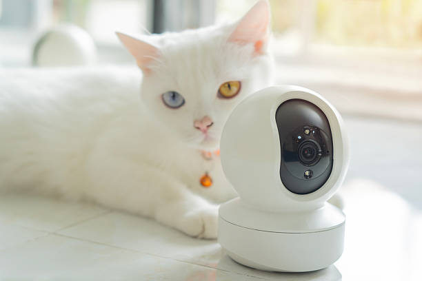 istock Cute white cat with two-colored eyes sitting by window on floor beside modern security camera 2227490884