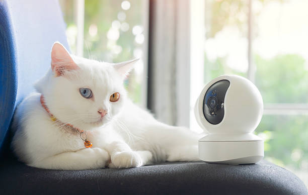 istock Cute white cat with two-colored eyes lying near security camera on window sill in cozy home setting 2227490885