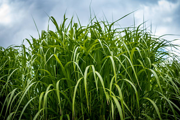 A detailed view of Miscanthus giganteus grass blades illuminated by natural daylight. The photo highlights the fine texture and lush green color of the plant, widely used for renewable biomass and erosion control.