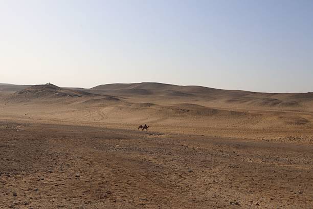 A dromedary approaches the camera with its curious and cute face in the Egyptian desert at the gates of the city of Cairo, Egypt