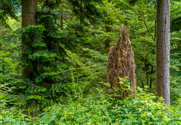 Forest impression around Schönau in the Black Forest, a town in the district of Lörrach in Baden-Württemberg, Germany