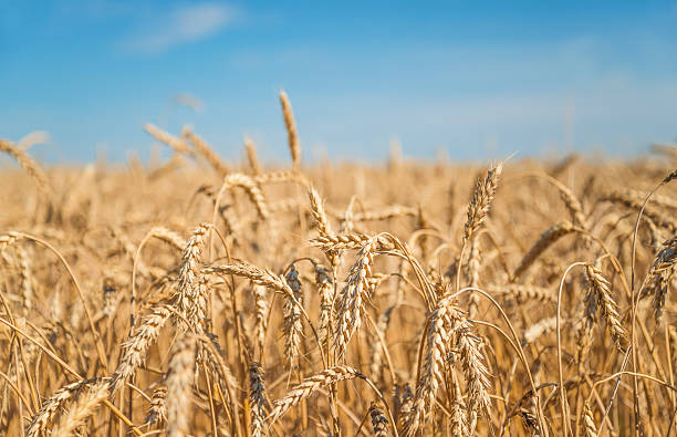 istock Wheat's field on sunny day 2227495256