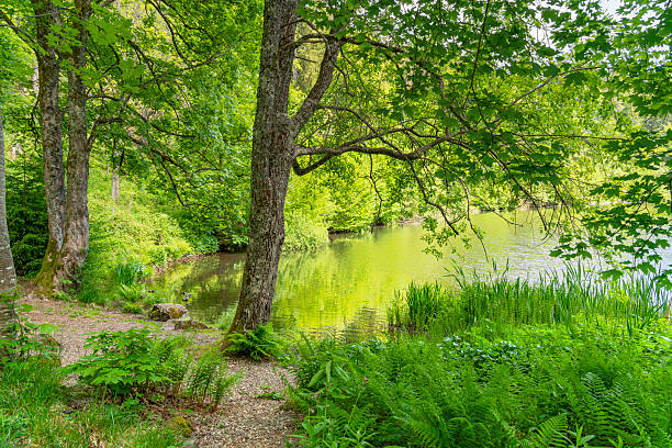 istock Nonnenmattweiher in Germany 2227495635
