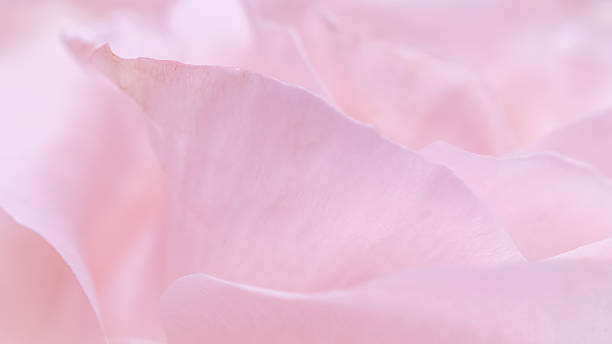 istock Pink pale rose flower petals, soft focus. Macro flowers backdrop 2227496640