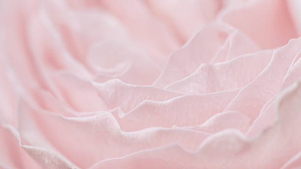 Pink pale rose flower petals, soft focus. Macro flowers backdrop