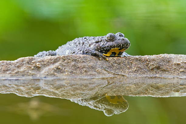 istock Bombina Variegata aka yellow-bellied toad on the stone with reflection on water surface. Rare amphibian. Nature of Czech republic. 2227496887