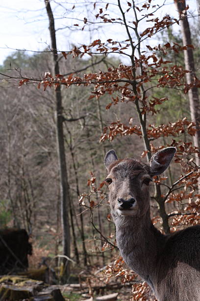 a close-up view of a fallow deer with an expressive face in the forest
