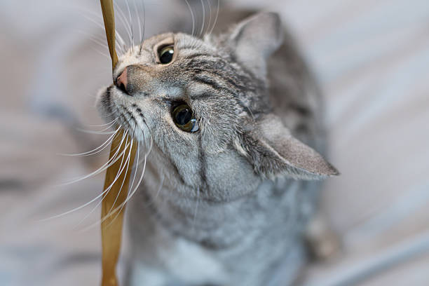 istock Cute cat playing with a toy 2227500066