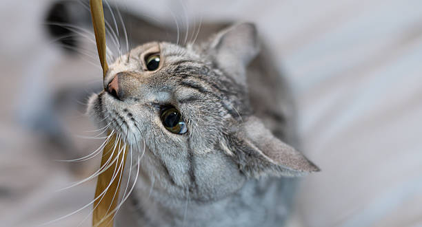 istock Cute cat playing with a toy 2227500087