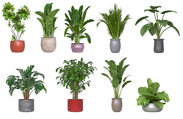 istock Eight potted plants on a white background 2227500268