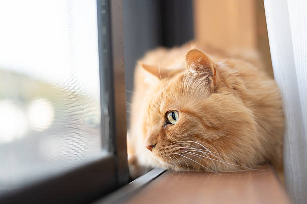 Cute cat relaxing by the window