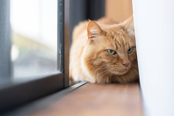 istock Cute cat relaxing by the window 2227500349