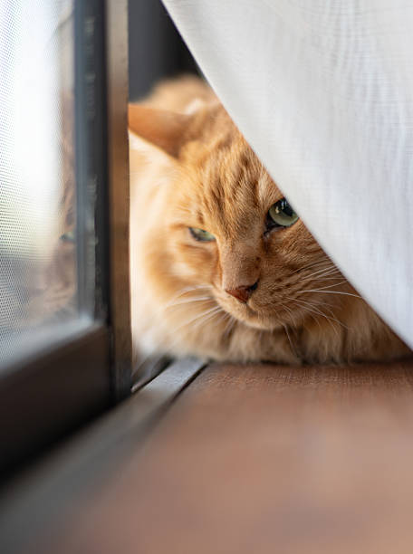Cute cat relaxing by the window