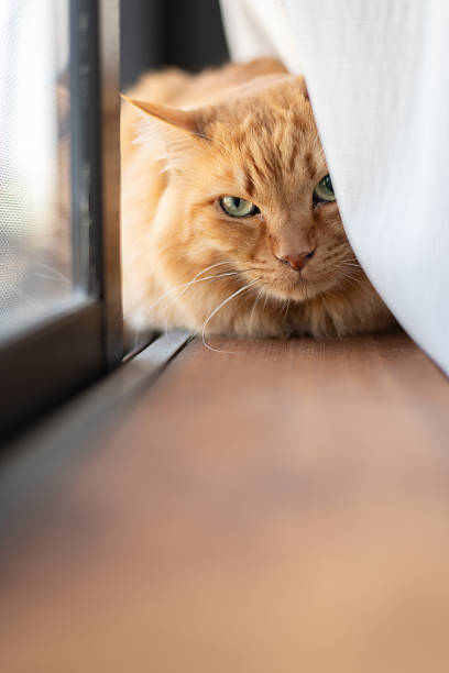 istock Cute cat relaxing by the window 2227500390