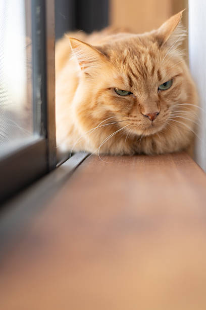 istock Cute cat relaxing by the window 2227500431