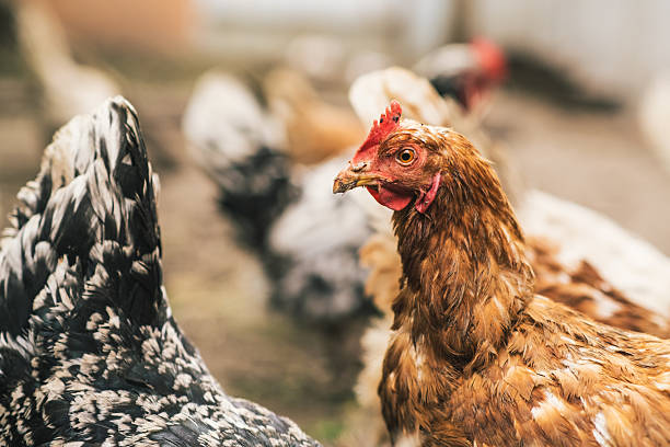 istock Several chickens, featuring various colors and patterns, are actively foraging on the ground in a farmyard. The environment suggests a vibrant, rural setting filled with life. 2227500747