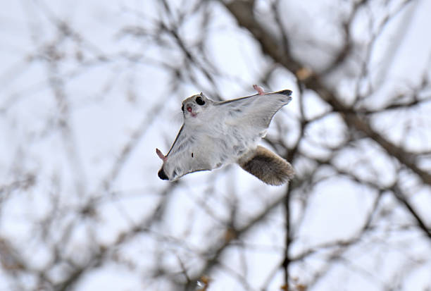istock A Siberian flying squirrel gliding through snow-covered trees in a park in Hokkaido. 2227501853