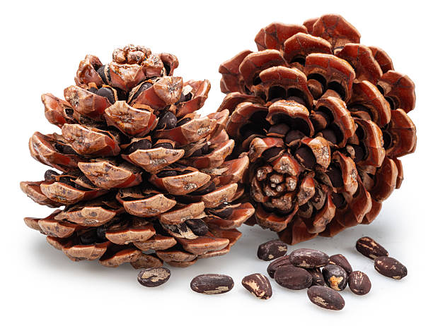 istock Two stone pine cones with unshelled nuts near it isolated on white background. File contains clipping path 2227503810