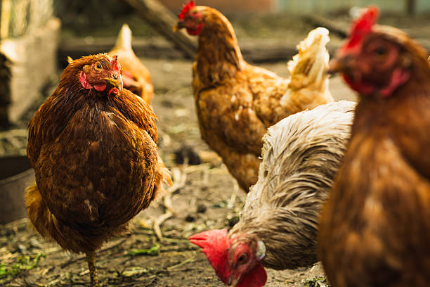 istock Several chickens, featuring various colors and patterns, are actively foraging on the ground in a farmyard. The environment suggests a vibrant, rural setting filled with life. 2227503831