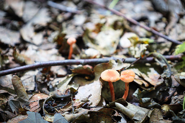 Several tiny orange mushrooms sprout from the forest floor, covered with dry leaves. Their bright caps create small accents amidst the autumn background, adding life to the forest landscape.