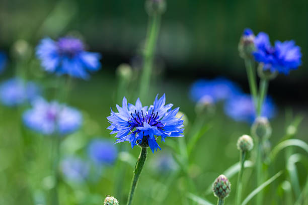 istock Cornflower Centaurea cyanus in full bloom on a sunny day 2227505405