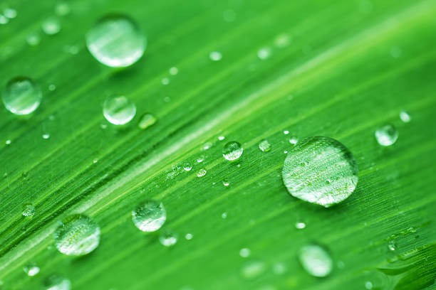 istock Beautiful green leaf with drops of water 2227505545