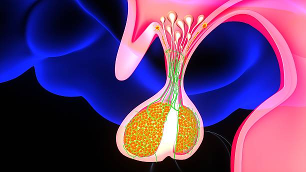 istock human brainstem, thalamus anatomy. 3dillustration 2227506868