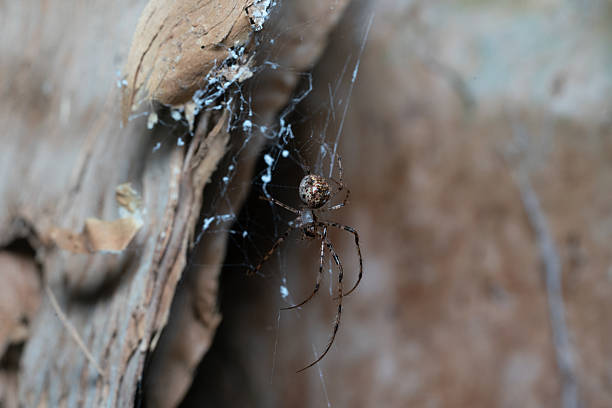 istock Spider weaving intricate web on wooden surface 2227510729