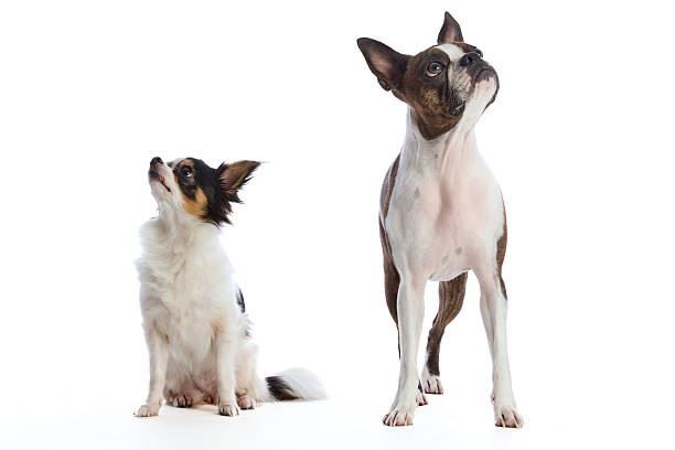 istock Boston Terrier and Chihuahua dogs 2227513453
