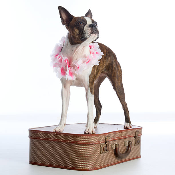 istock Boston terrier wearing a pink flower collar, on a brown suitcase on a white background 2227513475