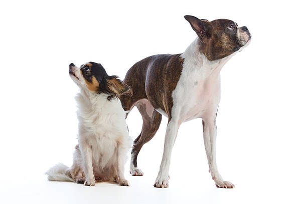 istock Boston Terrier and Chihuahua dogs 2227513582